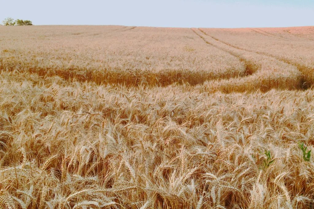 Pakistan food security